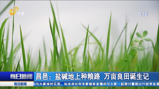 昌邑：盐碱地上种粮路 万亩良田诞生记