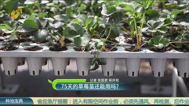 75天的草莓苗还能用吗？