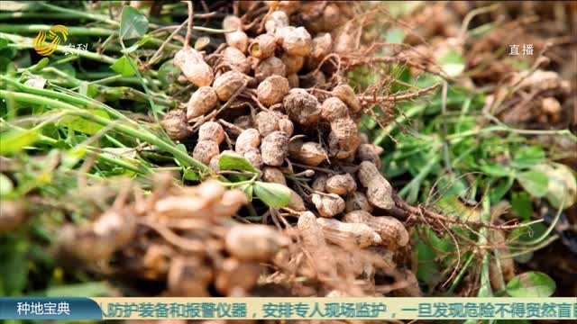 【三只虎 大肥力】重茬花生的高产秘籍