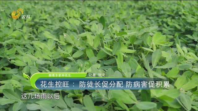 【跟着专家种花生】花生控旺：防徒长促分配 防病害促积累