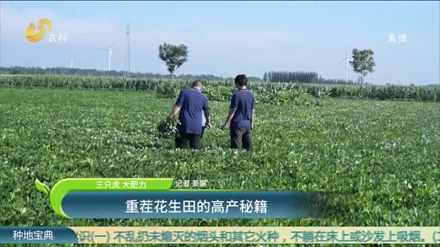 【三只虎 大肥力】重茬花生的高产秘籍