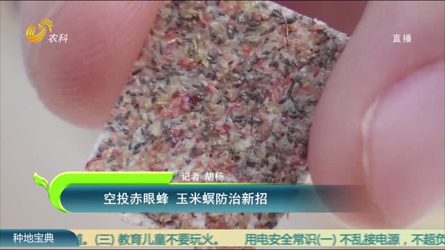 空投赤眼蜂 玉米螟防治新招