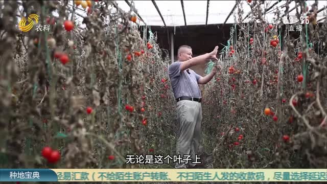 番茄潜叶蛾哪里逃？高温闷棚效果好