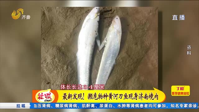 最新發現！瀕危物種黃河刀魚現身濟南境內黃河支流