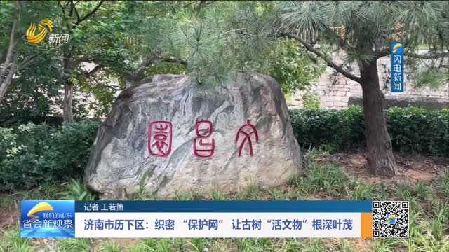 济南市历下区：织密“保护网” 让古树“活文物”根深叶茂