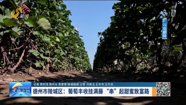 德州市陵城区：葡萄丰收挂满藤“串”起甜蜜致富路