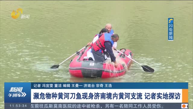 濒危物种黄河刀鱼现身济南境内黄河支流 记者实地探访