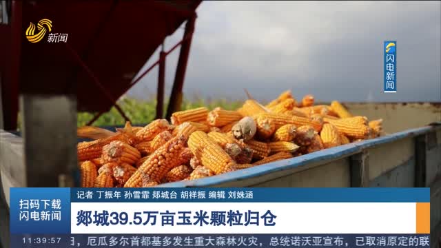 【金秋好“豐”景】郯城39.5萬畝玉米顆粒歸倉
