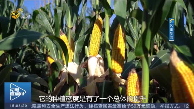【金秋好“豐”景】德州：“噸半糧”核心區迎來“摸底考” 夏玉米豐收在望