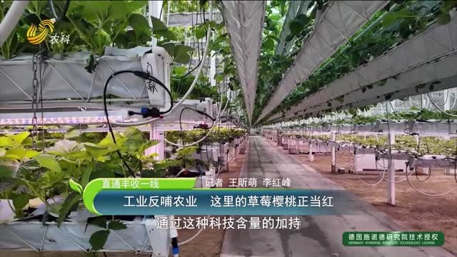 【直通丰收一线】工业反哺农业 这里的草莓樱桃正当红