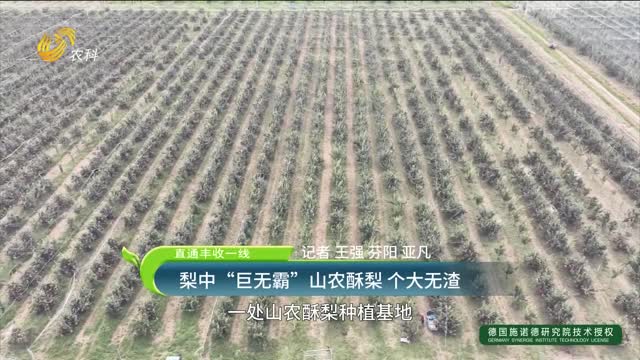 【直通丰收一线】梨中“巨无霸”山农酥梨 个大无渣