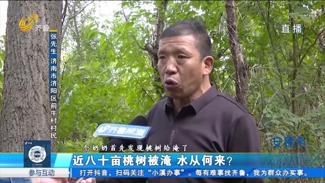 济阳：桃树被淹 水是哪来的？