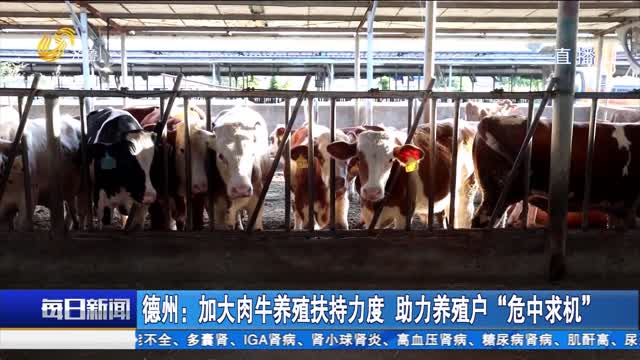 德州：加大肉牛养殖扶持力度 助力养殖户“危中求机”