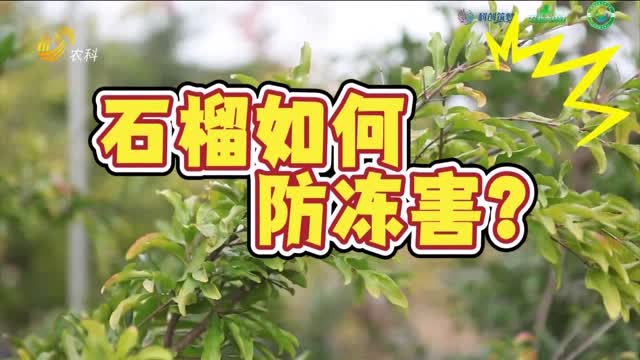 降溫了 石榴樹(shù)如何防凍害？