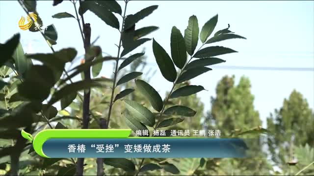 香椿“受挫”變矮做成茶