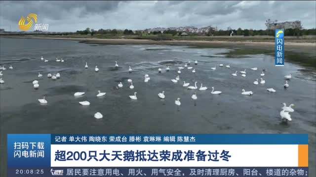 超200只大天鹅抵达荣成准备过冬