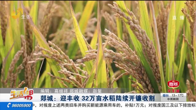 郯城：迎丰收 32万亩水稻陆续开镰收割