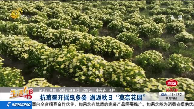 杭菊盛开摇曳多姿 邂逅秋日“莫奈花园”