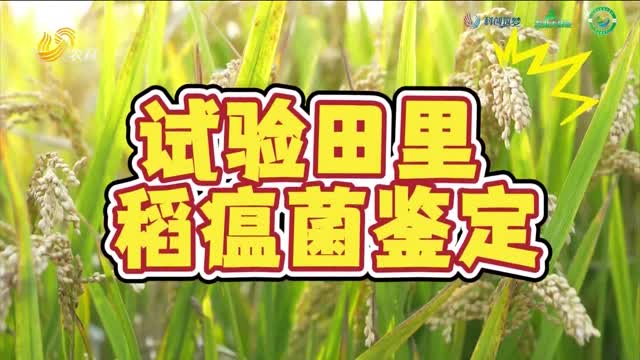 試驗(yàn)田里的稻瘟病抗性鑒定