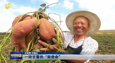 一块甘薯的“新使命”【大食物 中国芯】