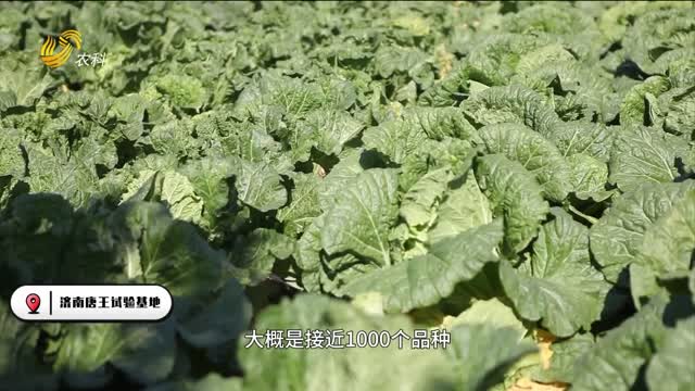 山東省農(nóng)科院蔬菜所 給白菜換“芯”