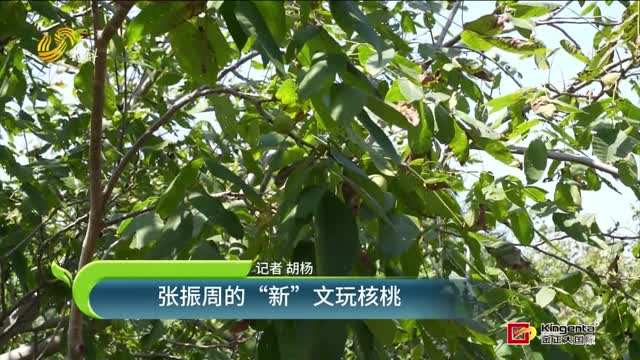 张振周的“新”文玩核桃