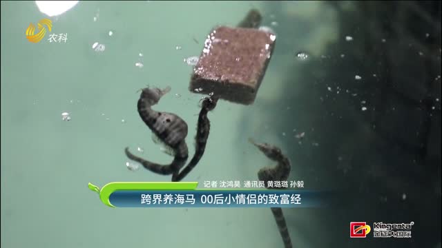 跨界养海马 00后小情侣的致富经