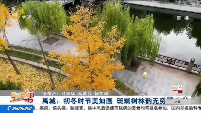 禹城：初冬时节美如画 斑斓树林韵无穷