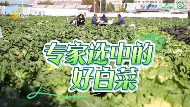 專家選中的好白菜