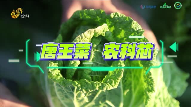 白菜新品種：唐王雜優1號