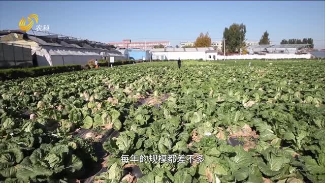 山東省農(nóng)科院蔬菜所 給白菜換“芯”