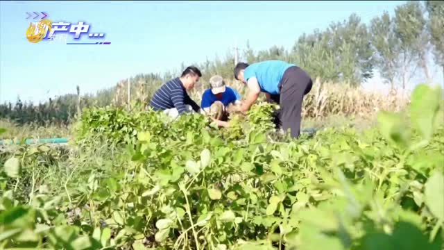 【“三只虎杯”中國花生王大賽】黑山賽區(qū)冠軍宋成剛：種植技術(shù)屬第一 花生飽滿無果腐