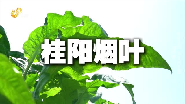 【史丹利·星光農(nóng)場】豐收中國 豐收史丹利（第四季）下