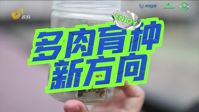 多肉育種新方向