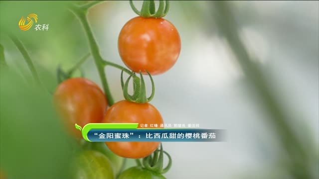 “金陽蜜珠”：比西瓜甜的櫻桃番茄