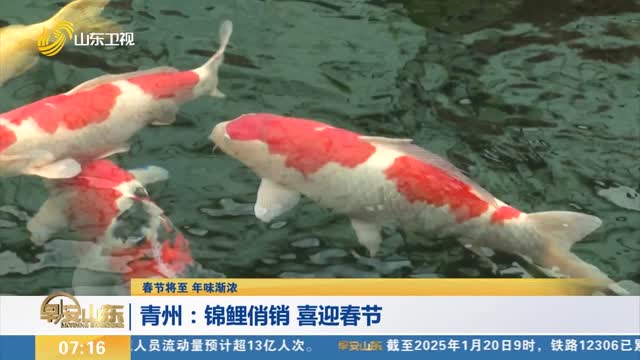 【春节将至 年味渐浓】青州：锦鲤俏销 喜迎春节