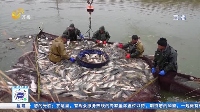“鱼跃人欢”庆丰年 开网捕鱼迎新春