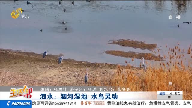 泗水：泗河湿地 水鸟灵动