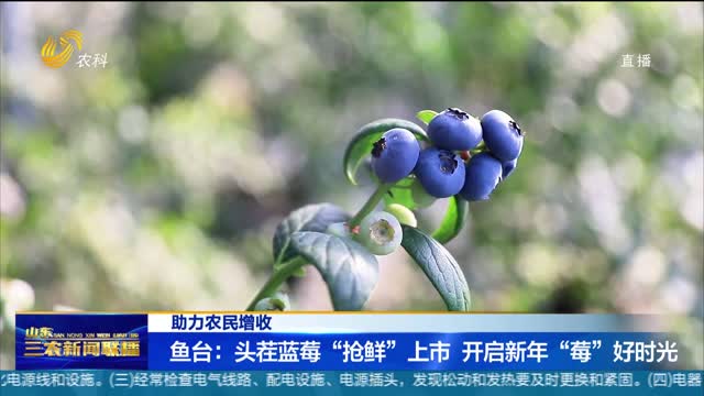 【助力农民增收】鱼台：头茬蓝莓“抢鲜”上市 开启新年“莓”好时光_山东三农新闻联播_农科频道_山东网络台_齐鲁网