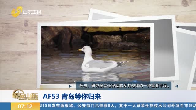 【寻鸥记】AF53 青岛等你归来