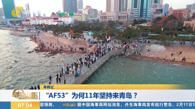 【寻鸥记】“AF53”为何11年坚持来青岛？