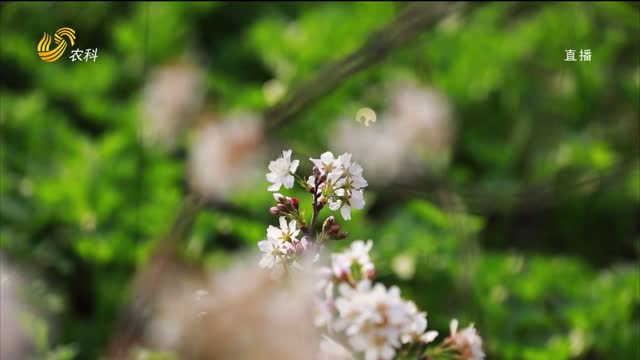 枣庄：樱桃花开 春意盎然