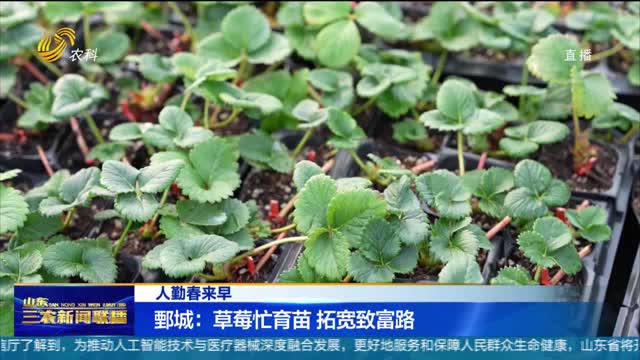 【人勤春来早】鄄城：草莓忙育苗 拓宽致富路