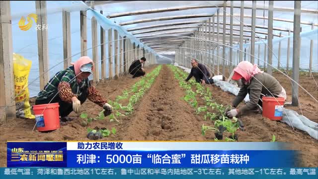 【助力农民增收】利津：5000亩“临合蜜”甜瓜移苗栽种