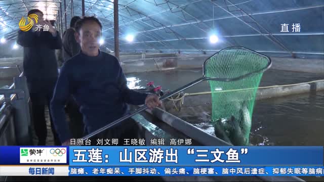 五莲：山区游出“三文鱼”