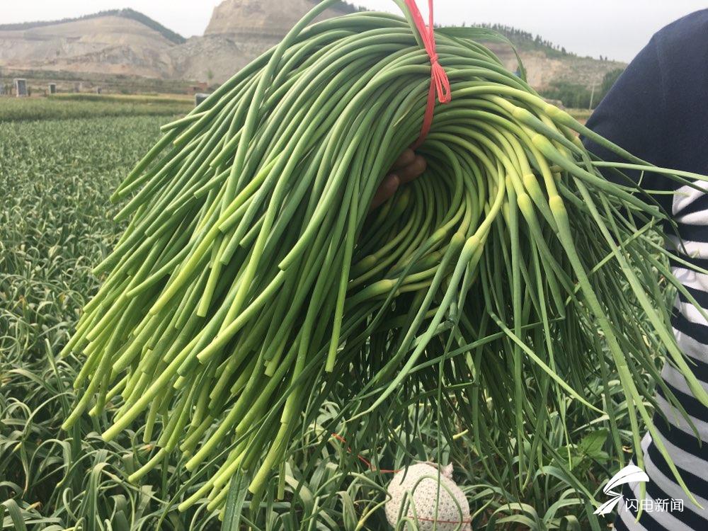 平阴蒜薹滞销变老蒜农抢时间提蒜薹盼早日卖出