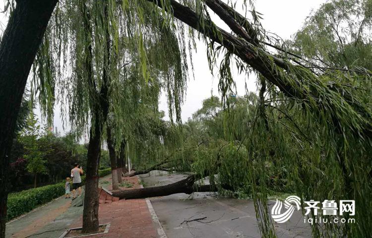 强降雨突袭菏泽单县 近百棵景观柳树被连根拔起