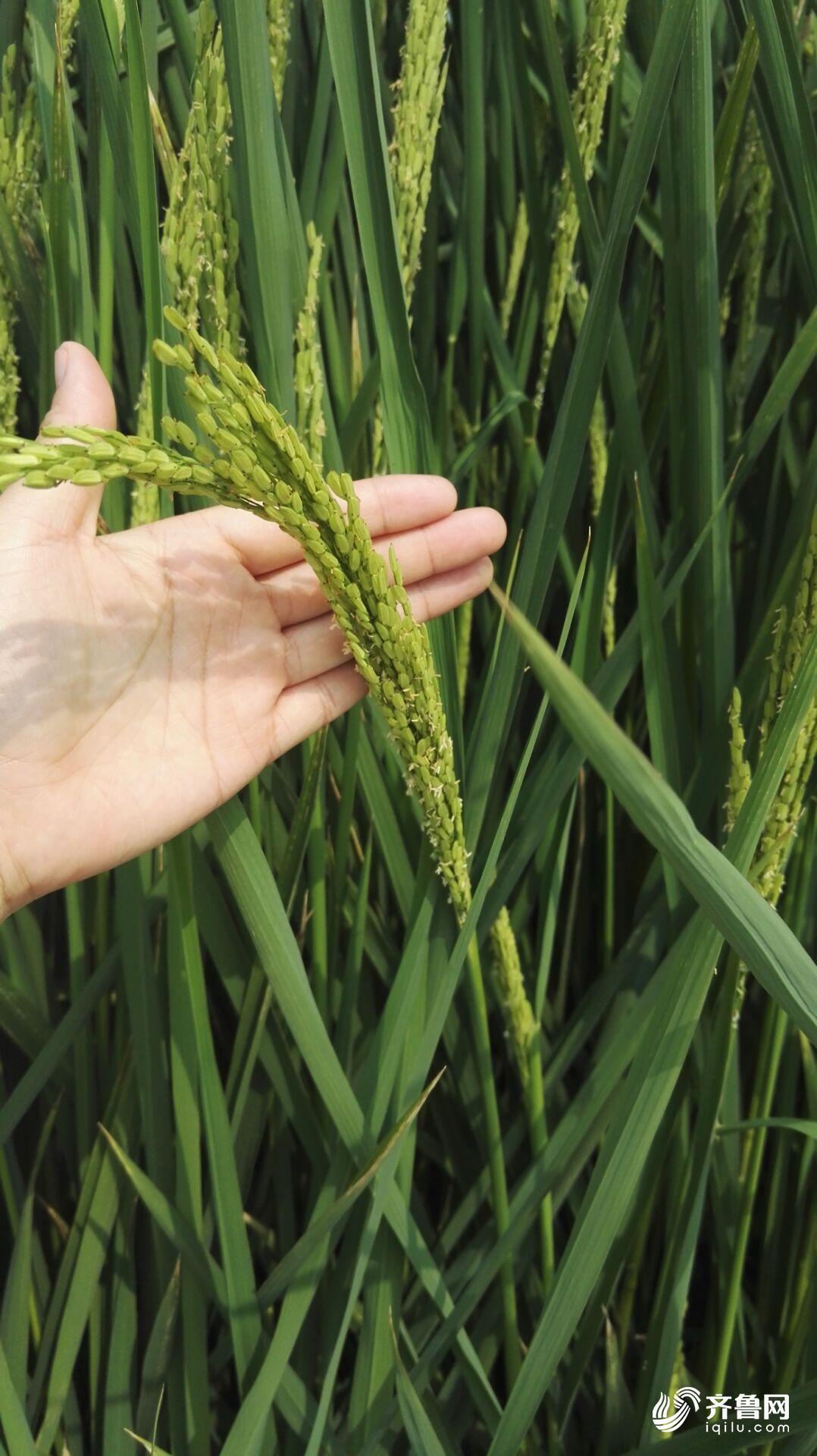 首批234份试种海水稻陆续进入扬花期 最快下个月迎来收获_齐鲁原创_山东新闻_新闻_齐鲁网