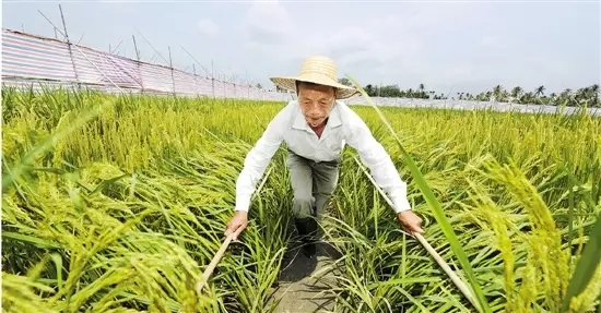 山东人啥时能吃上正宗海水稻八年后记得感谢袁隆平