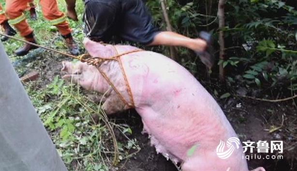 安丘200公斤重越狱二师兄不慎坠井消防绑猪施救